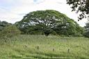 Img___1093-strom Guanacaste-symbol Kostariky.jpg